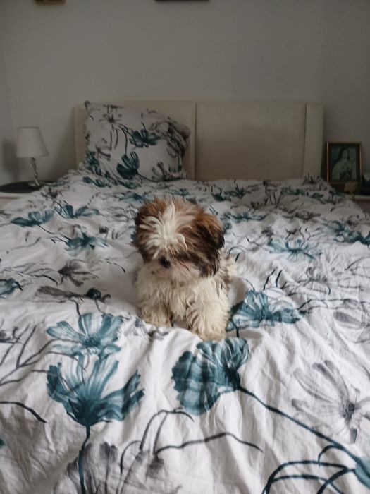 Shih tzu śliczny piesek
