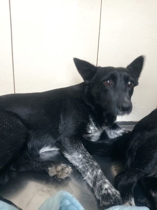 2 дівчинки 9 міс, стерилізовані, привиті двічі