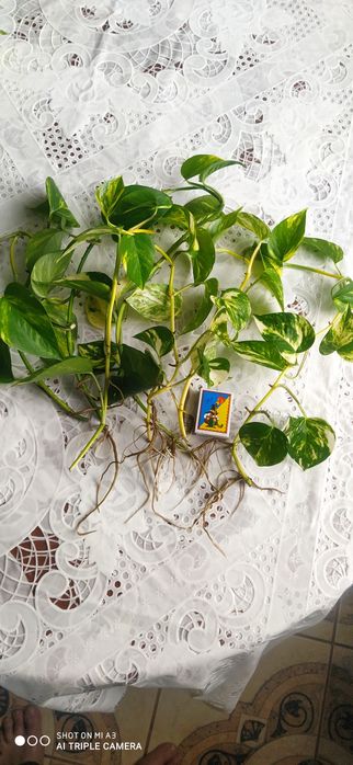 Епіпремнум , сциндапсус  .