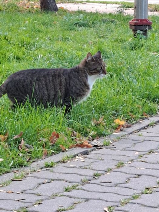 Kitek  szuka  kohajoncego domu