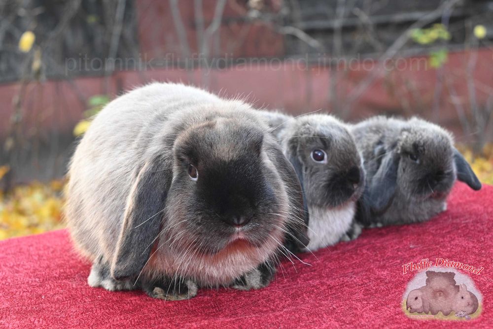 Висловухі кролики забарвлення коричневий мардер. Рідкісний. Розкішний.