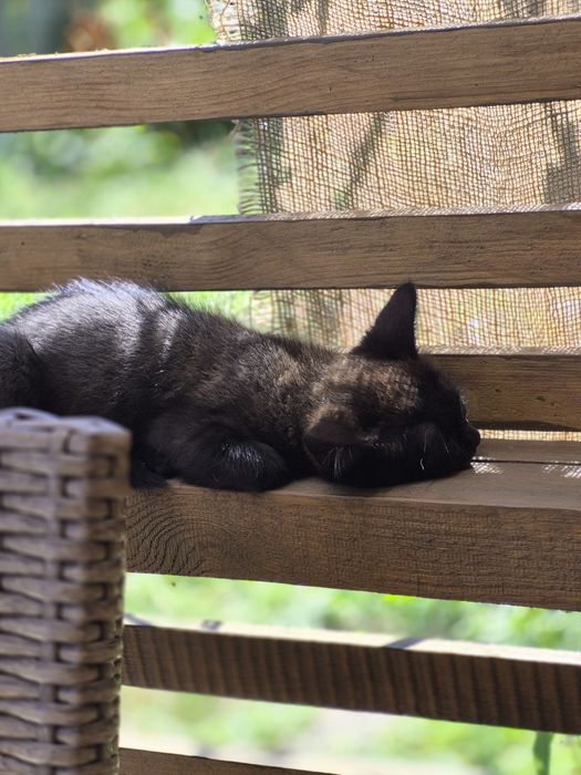 Кошенята шукають домівку