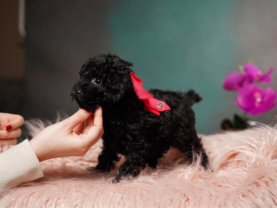 Мальтіпу дівчатка та хлопчики