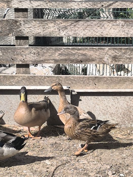 Patos de mutação filhos dos pais das fotos