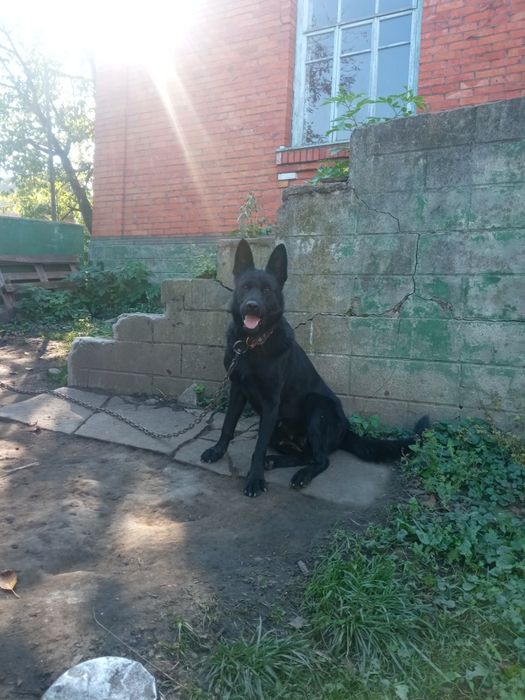 Добра німецька вівчарка на охорону