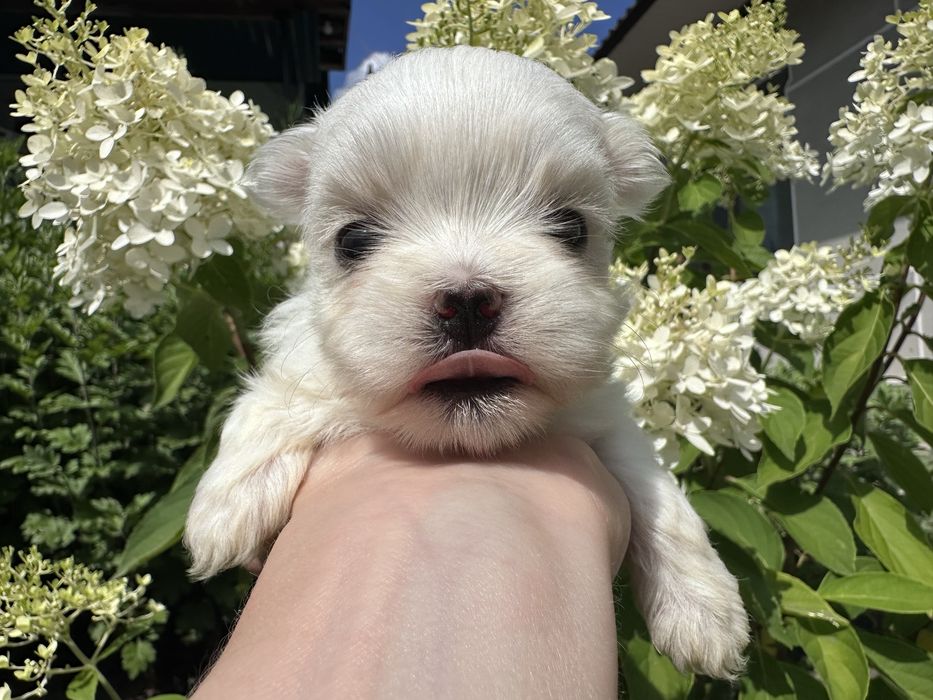 Відкрито бронювання на хлопчика мальтезе Mini Baby Face!