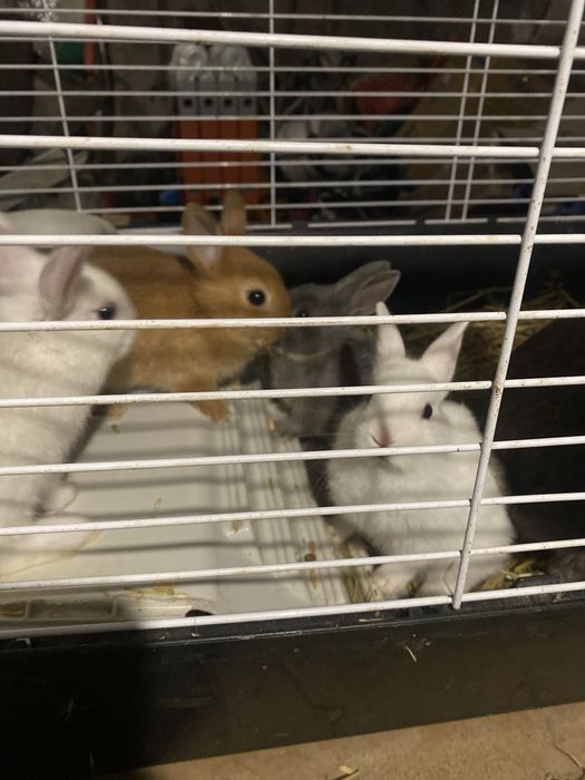 Декоративні кролики міні нідерландські мікро