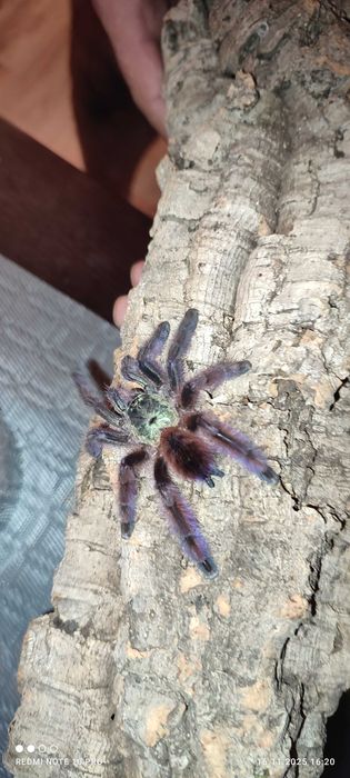 Pająk Ptasznik caribena versicolor