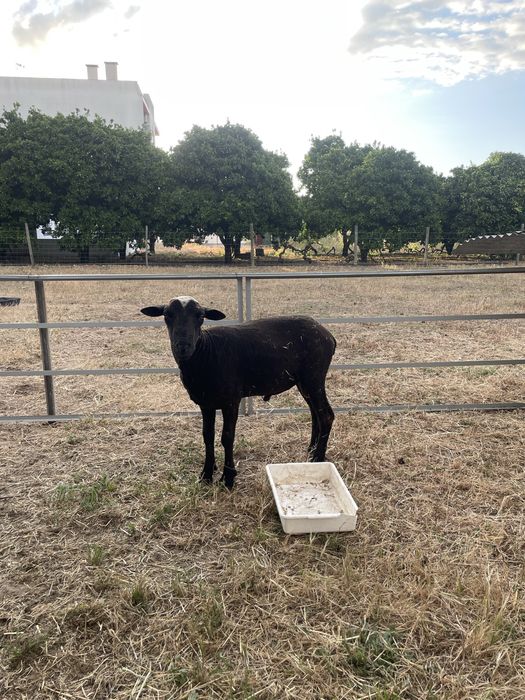 Borrego merino preto