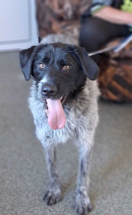 KACPER super socjalny 1,5 roczny pies znaleziony w Bułgarii