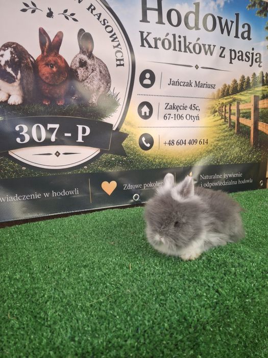 Króliczki miniaturki TEDDY