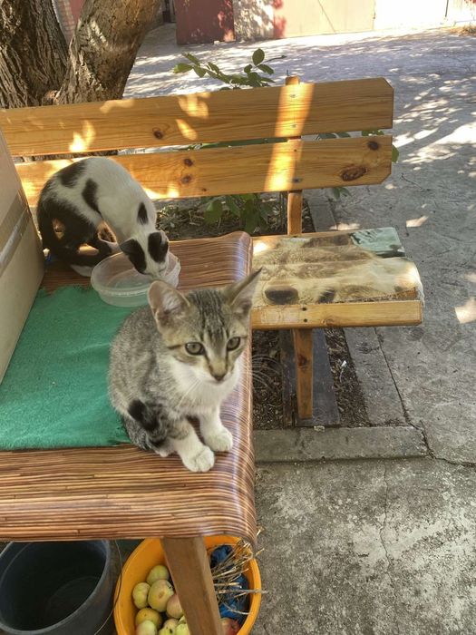 Отдам котят в хорошие руки, бесплатно