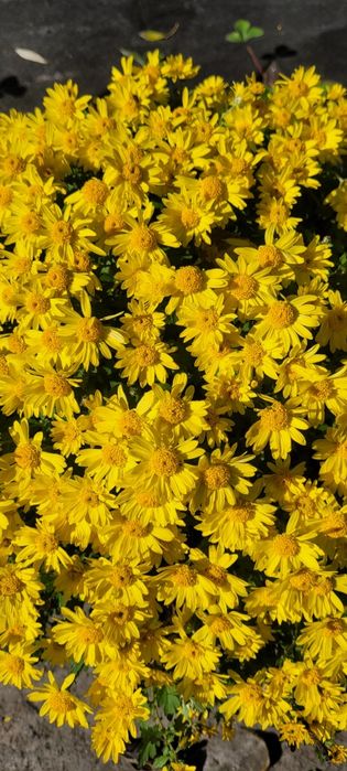 Хризантема мультифлора,  маточні кущі