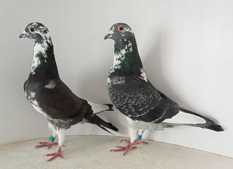 Lindo pombo correio famílias de fundo