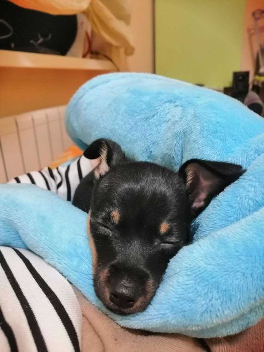 Хлопчик Той Терьер на в'язку