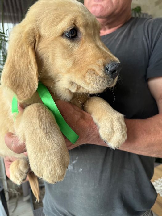 Golden Retriever -Sunia