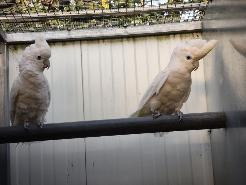 Casal de cacatuas docorpsii 2012 disponível para entrega imediata