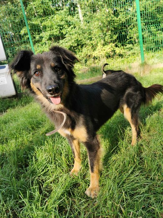 Insia wycofana suczka w schronisku ..