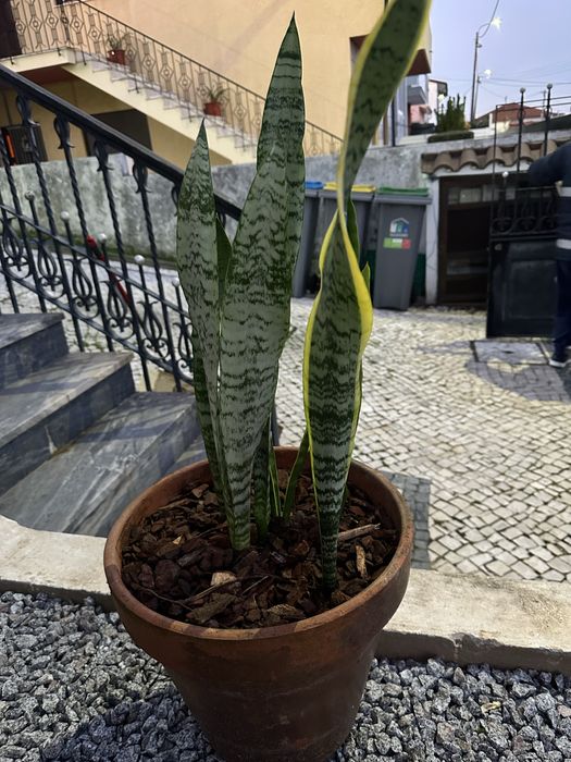 Sansevieria/espada de são jorge