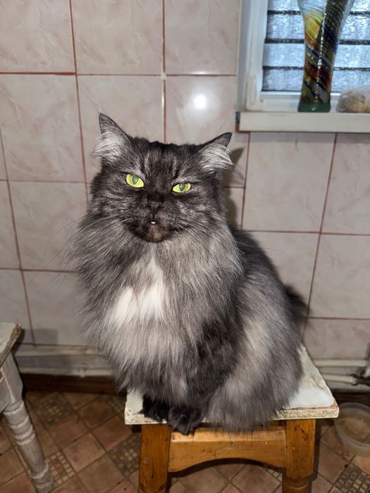 Шукаю добрих господарів для своєї киці