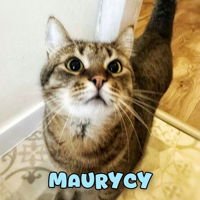 Kochany kocurek szuka miłości