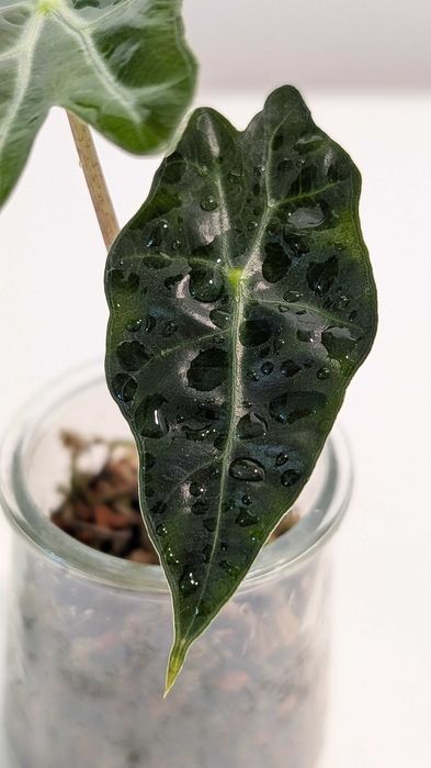 Alocasia Alokazja Polly Sadzonka