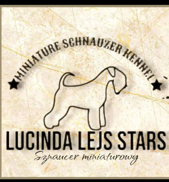 Sznaucer miniaturowy pieprz i sól