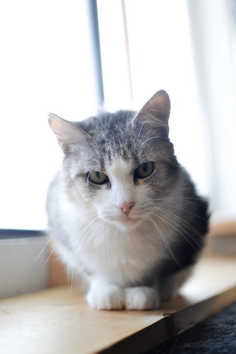 Szara - nieśmiała, delikatna kotka szuka kochającego domu!