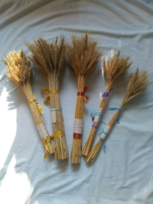 Колоски колосья пшениця. Букет колосьев для декора