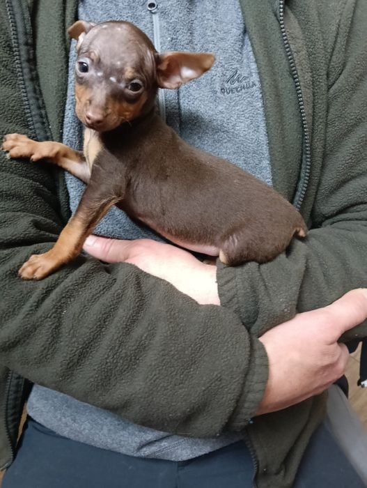 Pinscher macho miniatura