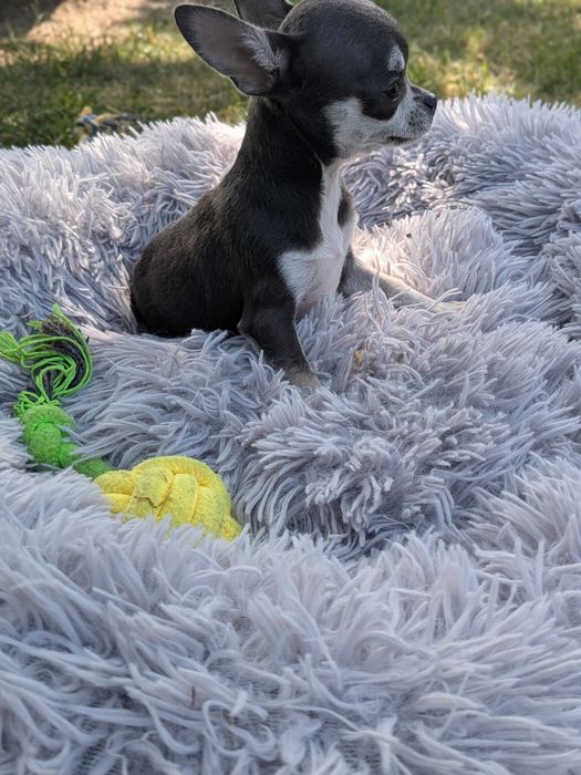 Chihuahua -suczka xss