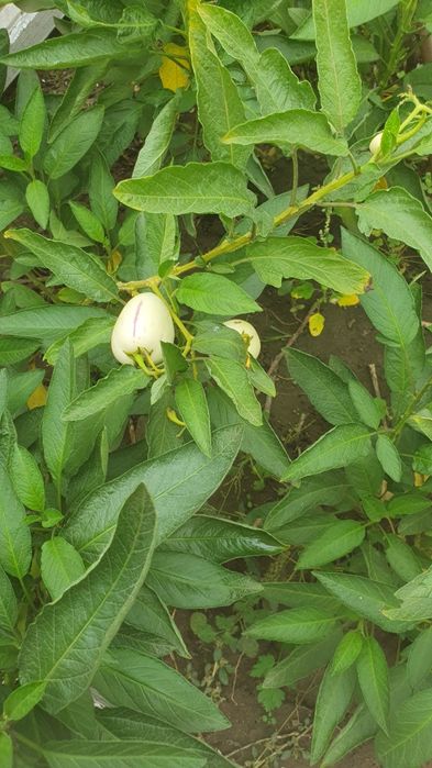 Продаю саженцы  ПЕПИНО . Гранат,киви,инжир.