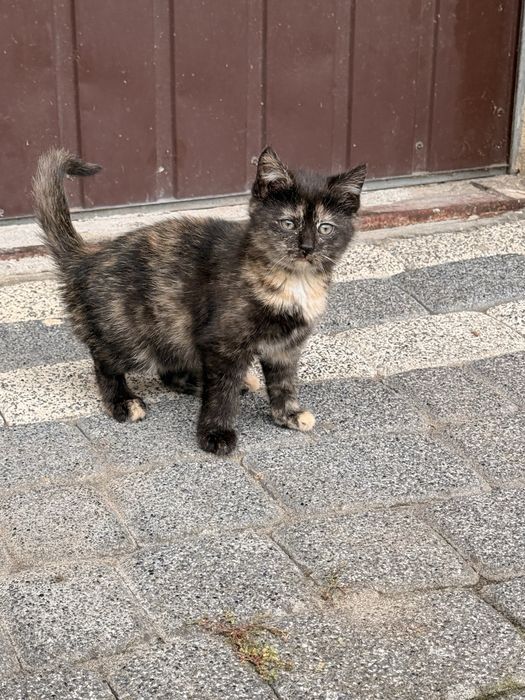mały kotek i matka szukają kochającego domu.