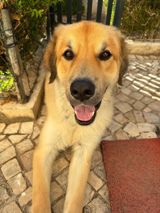 Sou cao jovem adulto grandao e lindo de morrer