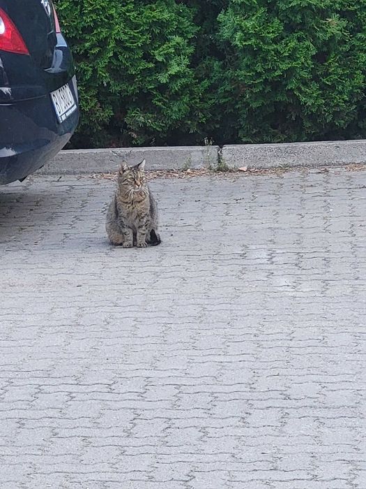 Koteczka w dobre ręce