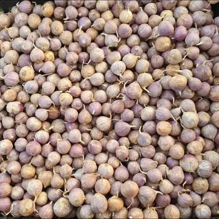 Озимий часник Любаша