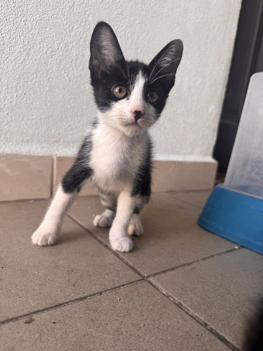 Gatinhos bebés para adoção