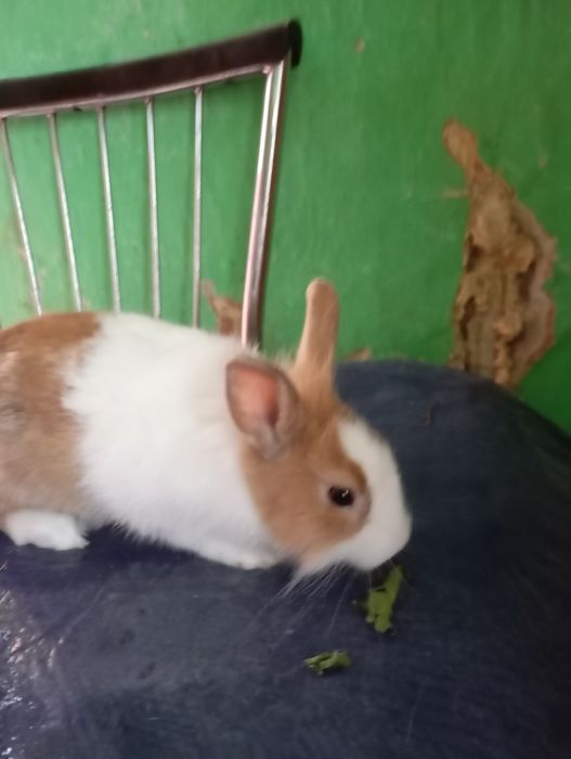 Sprzedam samczyka miniaturkę