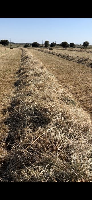 Vende-se feno semeado ESPECIAL