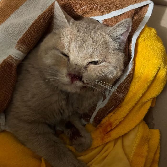 08.02 25р. знайшли котика, якого збила машина, р-н Казбет