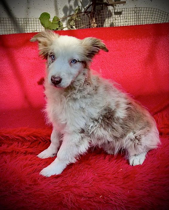 Border collie-suczka
