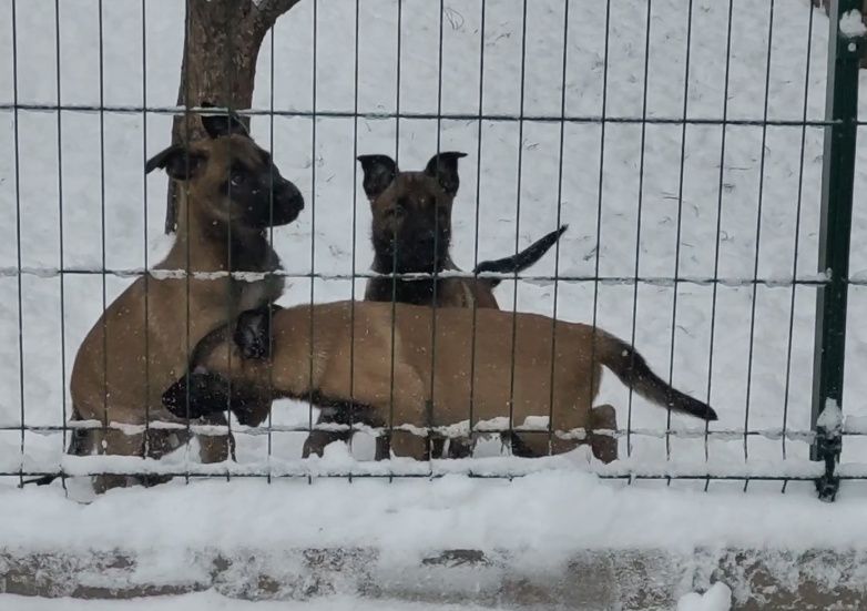 Девочки бельгийской овчарки.