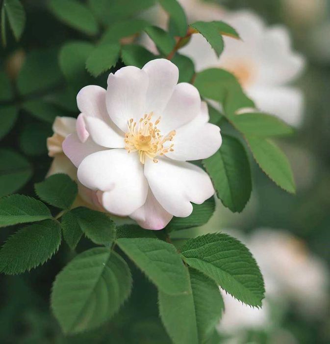 Róża CANINA 30 cm sadzonka 8 sztuk w pojemniku na skarpy na dżemy soki