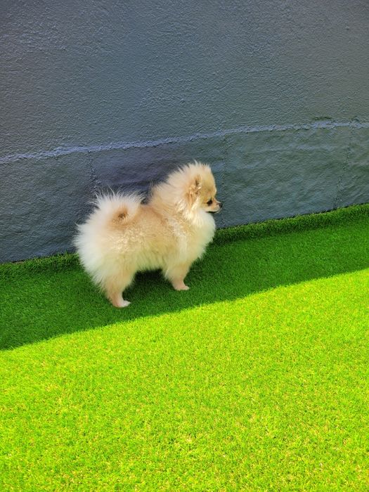 Lulu de Pomerânia (spitz)