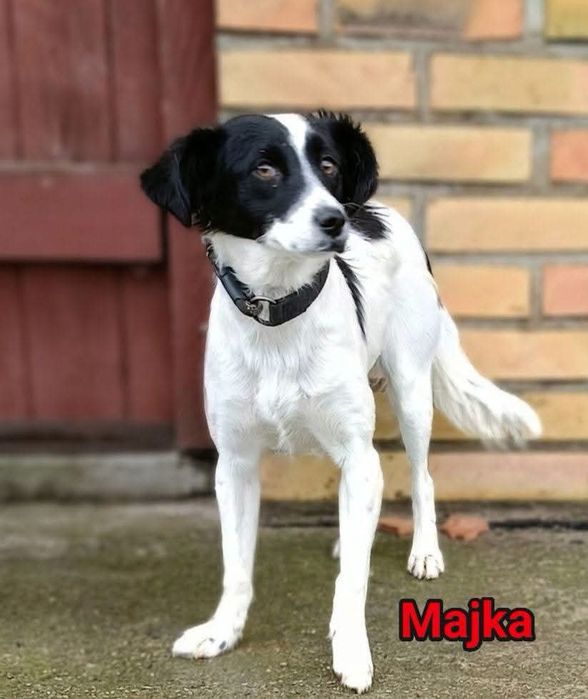Majka do adopcji