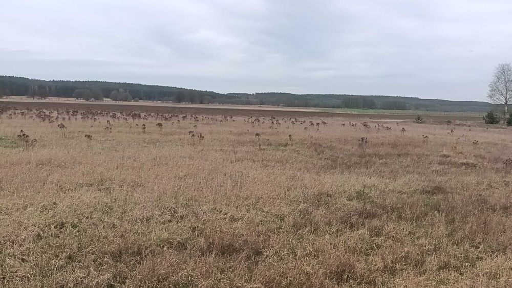 Działka na sprzedaż Radnica piękna okolica!