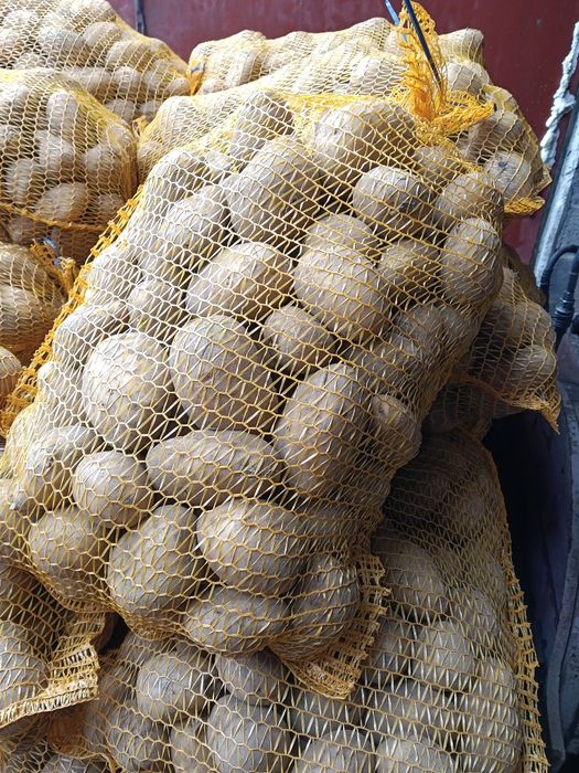 Ziemniaki jadalne Soraya