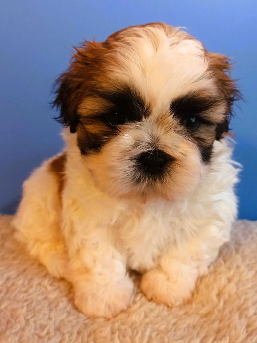 shih tzu piesek biało-złoty