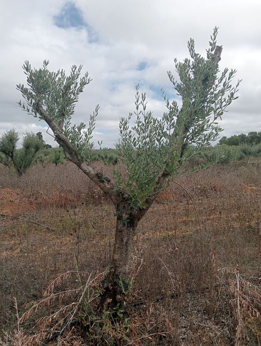 Oliveiras para jardim