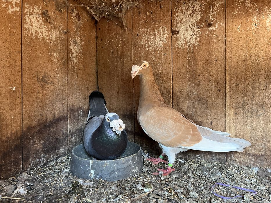 Gołębie rzeszowskie